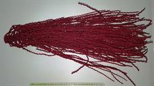 RAMO PALMA ROSSO