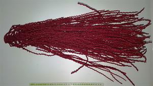 RAMO PALMA ROSSO