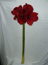 AMARYLLIS EMERALD RAMO H80 RED
