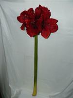 AMARYLLIS EMERALD RAMO H80 RED