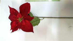 POINSETTIA RED CM.70
