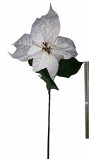 POINSETTIA CREAM CM.70