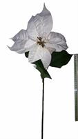 POINSETTIA CREAM CM.70