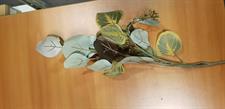 EUCALYPTUS GREEN