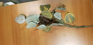 EUCALYPTUS GREEN