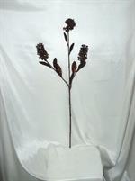 SKIMMIA GLITT RAMO H3 H75 GARNET