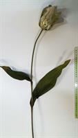 TULIPANO VELVET RAMO H70 OLIVE
