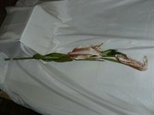 GIGLIO GEMMA TAUPE IVORY PALTINUM GOLD