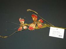 BUTTERFLY PICK RED/GOLD