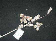 BUTTERFLY PICK MAUVE/PLATINUM