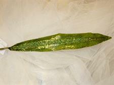 MED IRIS LEAF GREEN