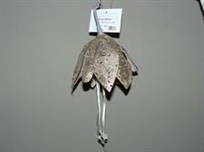 FIORE CAMPANA PLATINUM
