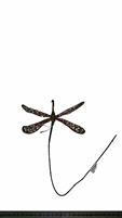 BUTTERFLY PICK GOLD/SAHARA